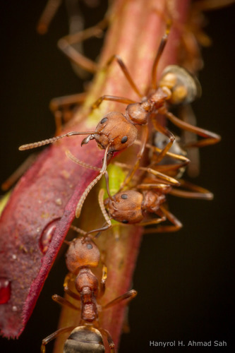 Dolichoderus maschwitziDolichoderus maschwitzi