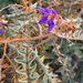 Solanum pyracanthos - Photo (c) bflyth, todos os direitos reservados