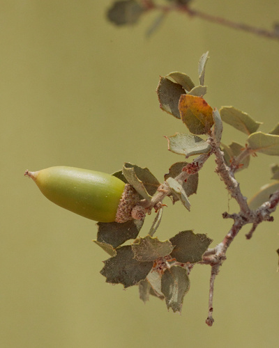 Tucker's Oak