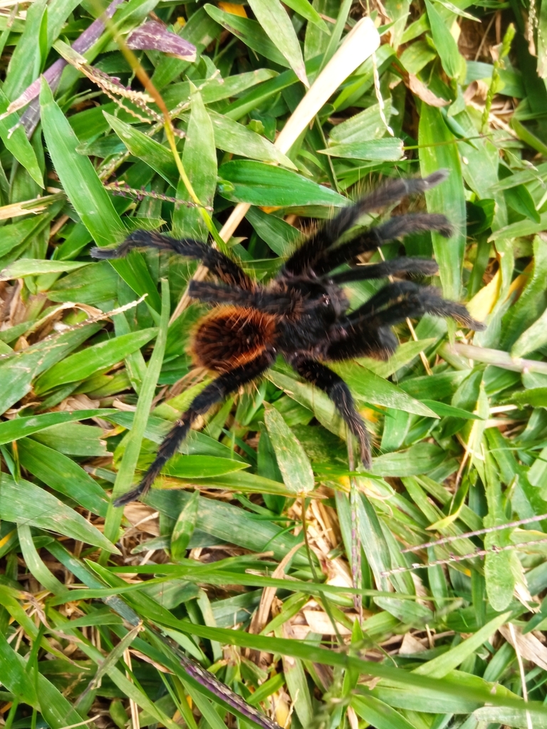 Aguapanela Dwarf Tarantula in October 2021 by Veronica Lalinde ...