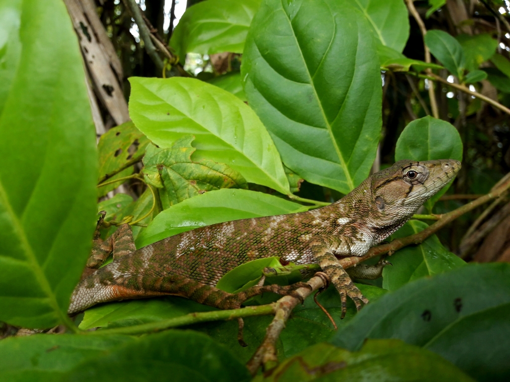 Audubon's Multicolored Lizard from La Cuesa Rd, Trinidad and Tobago on ...