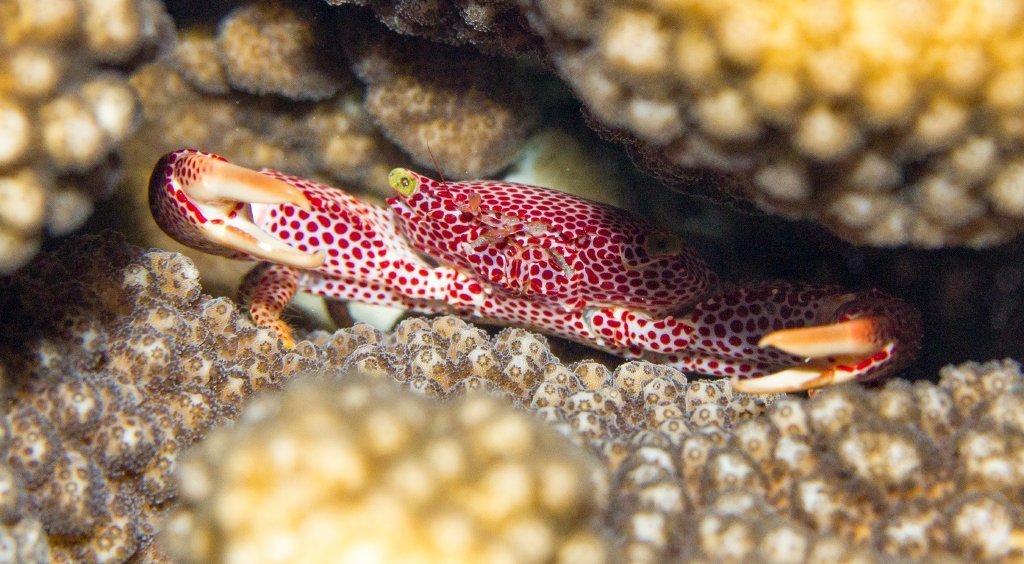 Rust-spotted Guard Crab from Flying Fish Cove, Christmas Island on ...