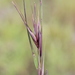 Kangaroo Grass - Photo (c) Michael Cincotta, all rights reserved, uploaded by Michael Cincotta