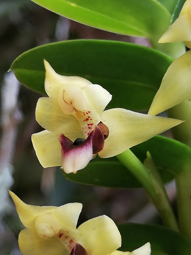 Brevifolia Orchid