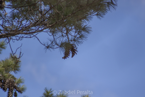 Mexican white pine
