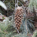 Pinus ayacahuite - Photo (c) Zabdiel Peralta, όλα τα δικαιώματα διατηρούνται, uploaded by Zabdiel Peralta