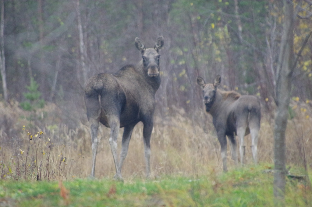 European Elk from 99800 Inari, Finland on October 7, 2021 at 0401 PM