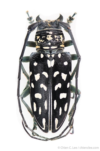 Stellognatha maculata