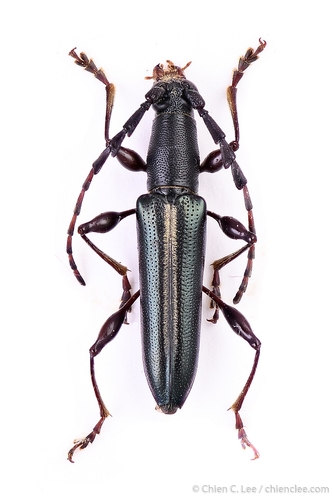 Thaumasocerus