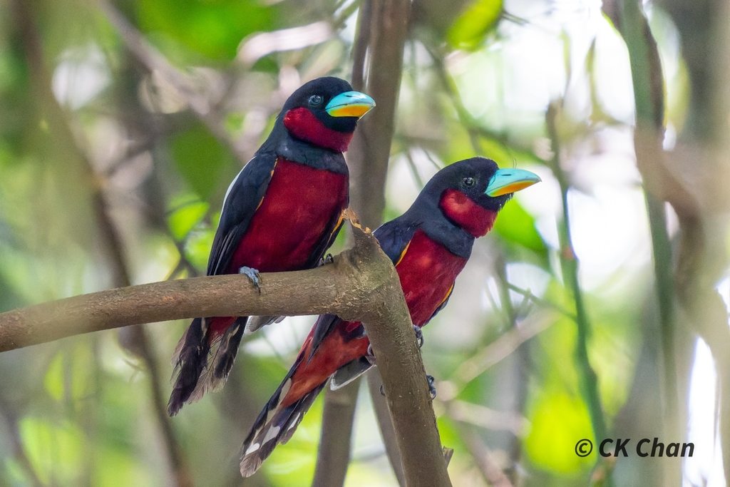 Black-and-red Broadbill (Cymbirhynchus macrorhynchos) photo