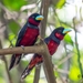 紅黑闊嘴鳥 - Photo 由 Chan Chee Keong 所上傳的 (c) Chan Chee Keong，保留所有權利