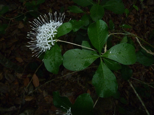 lower zambezi brides-bush (Pavetta klotzschiana)
