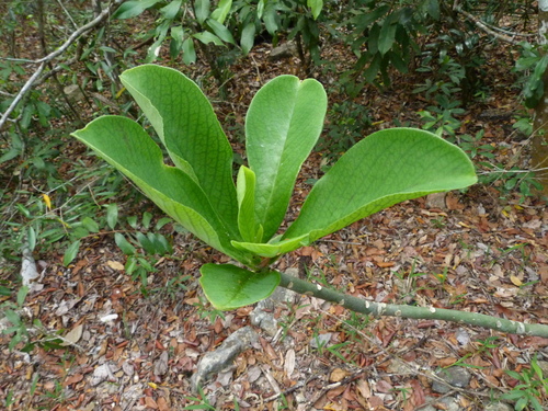 Euphorbia kirkii