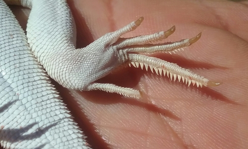 Yuman Desert Fringe-toed Lizard