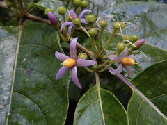 Lycianthes synanthera image