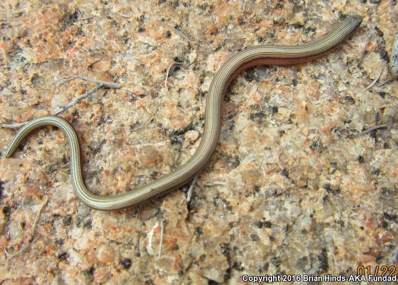 San Diegan Legless Lizard in January 2016 by Brian Hinds · iNaturalist