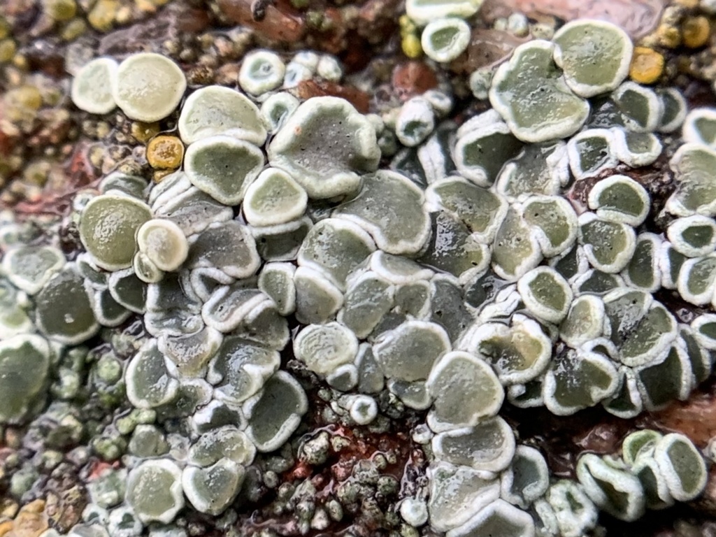 Mortar Rim Lichen from Otis St, Chula Vista, CA, US on October 8, 2021 ...