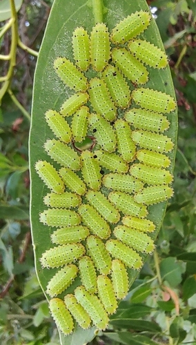 Acharia pauper