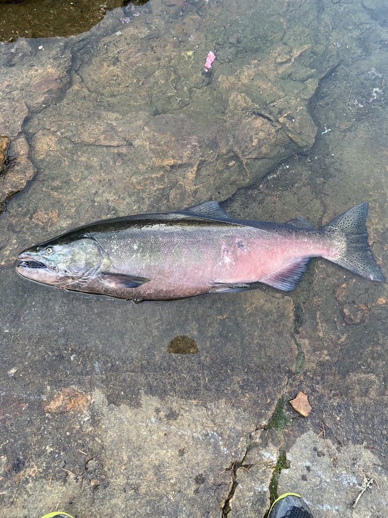 Chinook salmon - Wikipedia