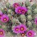 Strawberry Cactus - Photo (c) Ernest Herrera, all rights reserved, uploaded by Ernest Herrera
