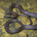 Variable Marsh Snake - Photo (c) Matthieu Berroneau, all rights reserved