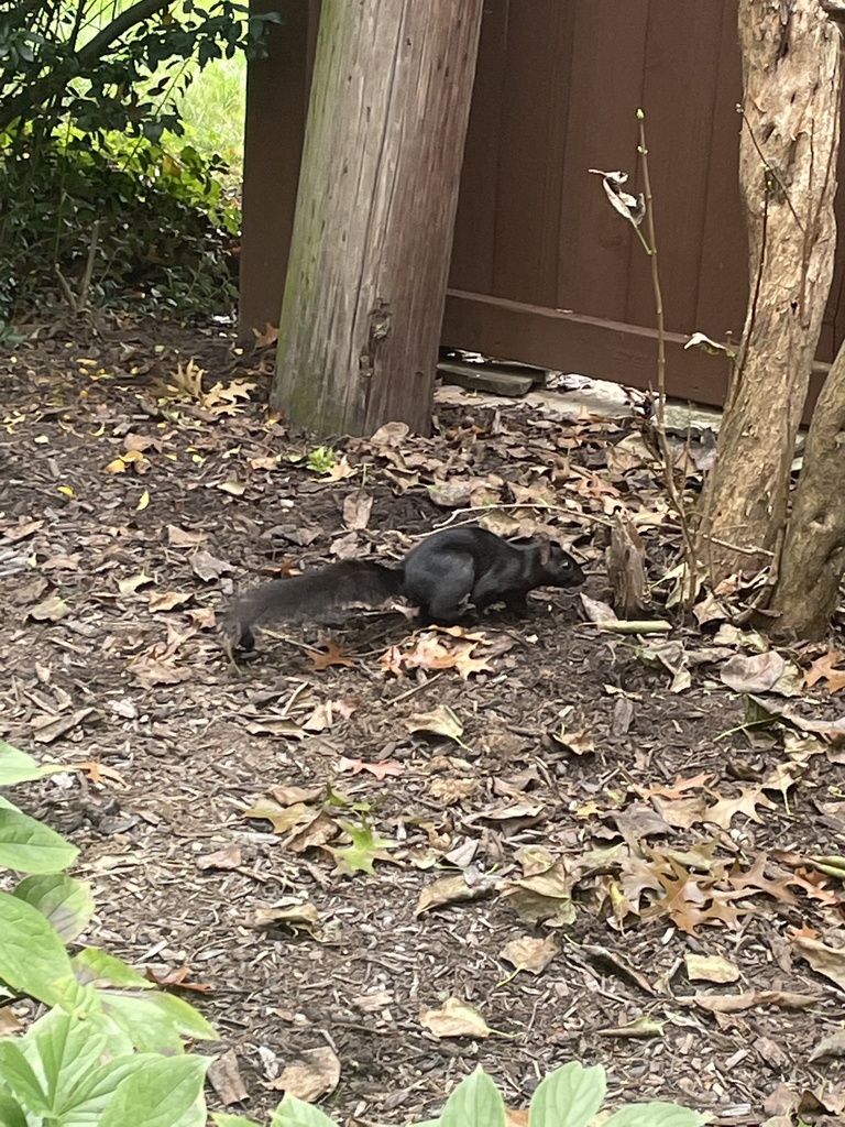 Eastern Gray Squirrel from W Second St, Frederick, MD, US on October 8 ...