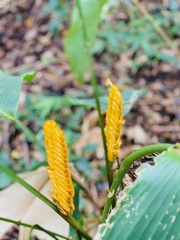 Calathea crotalifera image