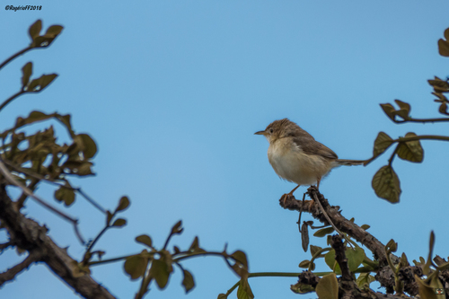 Siffling Cisticola