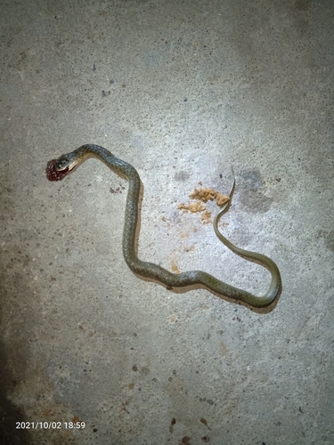 Chequered Keelback