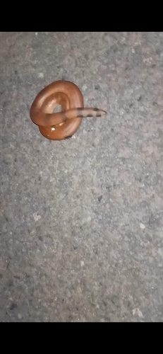 Red Sand Boa