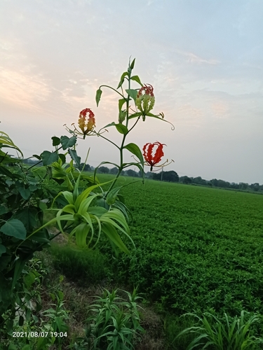 flame lily