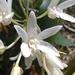 Dendrobium falcorostrum - Photo 由 tjarlz williams 所上傳的 (c) tjarlz williams，保留所有權利