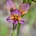Purple Pansy Orchid - Photo (c) Celina Rath, all rights reserved, uploaded by Celina Rath