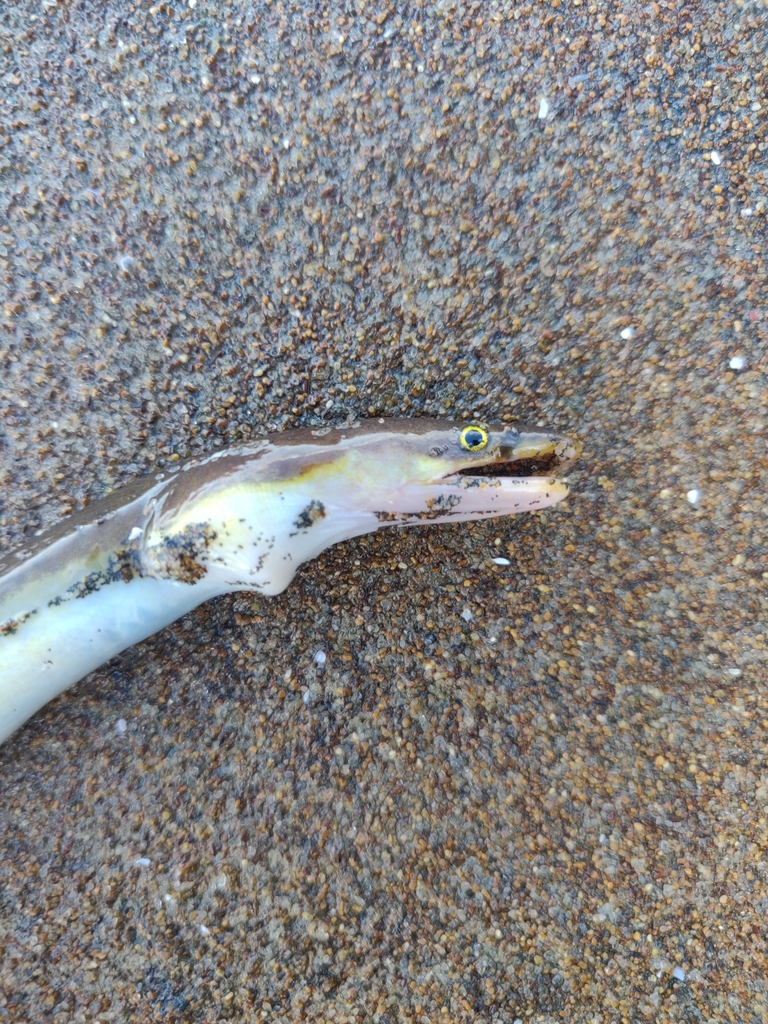 Longfinned Worm Eel from Auckland, New Zealand on October 09, 2021 at