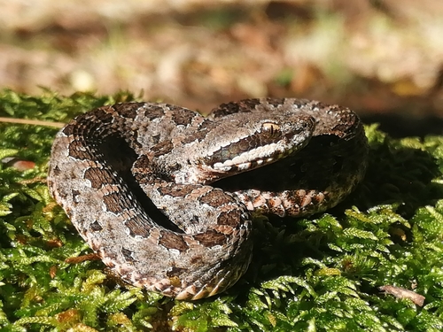 Mexican Dusky Rattlesnake