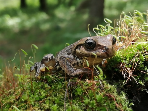 Northern Streamside Tree Frog