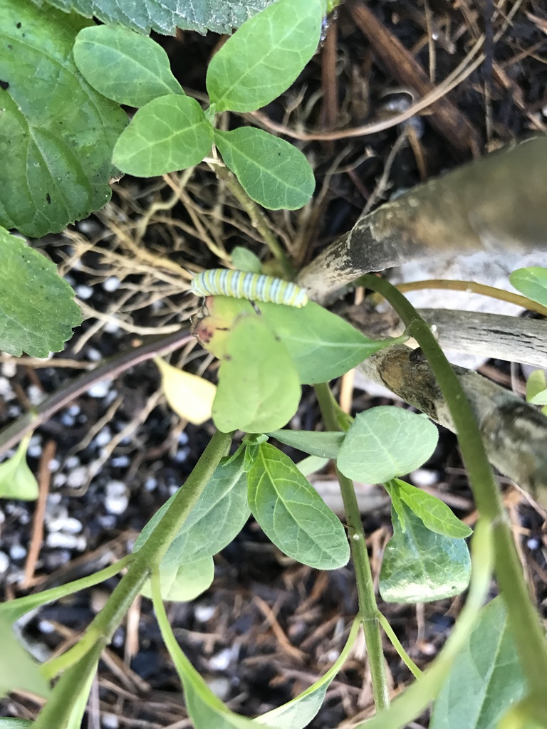 monarch-from-san-antonio-zoo-san-antonio-tx-us-on-april-24-2018-at