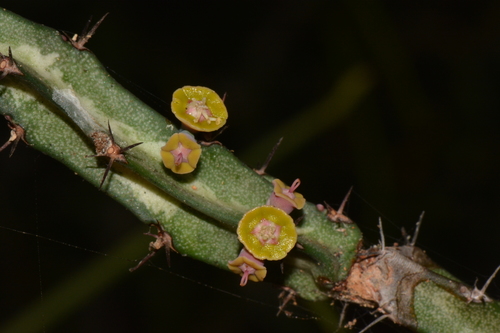Euphorbia baylissii