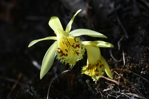 Pleione forrestii