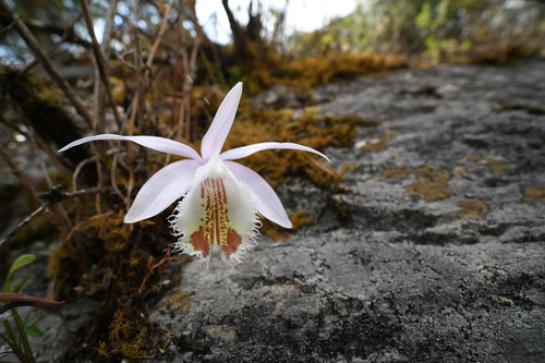 White-Flowered Pleione