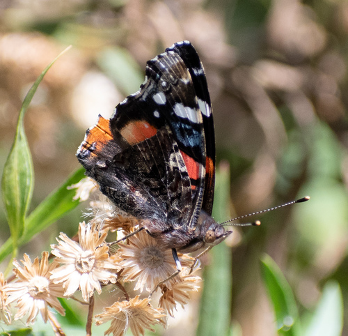 iNaturalist observation photo of Red Admiral