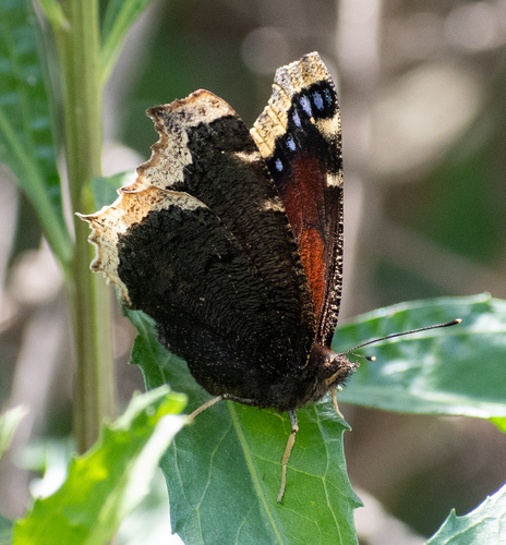 iNaturalist observation photo of Mourning Cloak