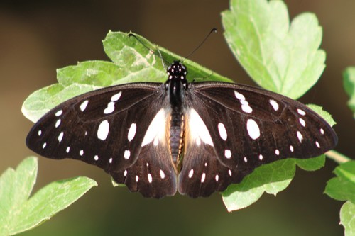 Veined Swordtail