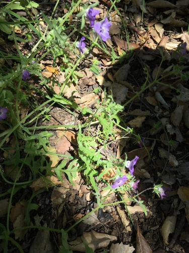 iNaturalist observation photo of Fiesta Flower