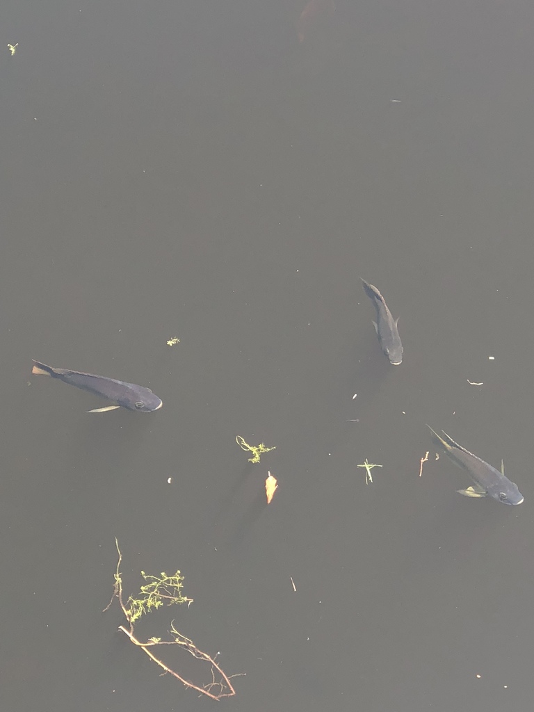 Blue Tilapia from University of Central Florida, Orlando, FL, US on