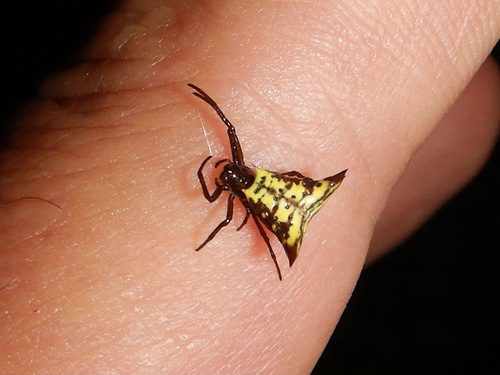 Micrathena lucasi