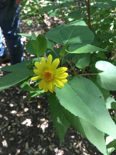 iNaturalist observation photo of canyon sunflower