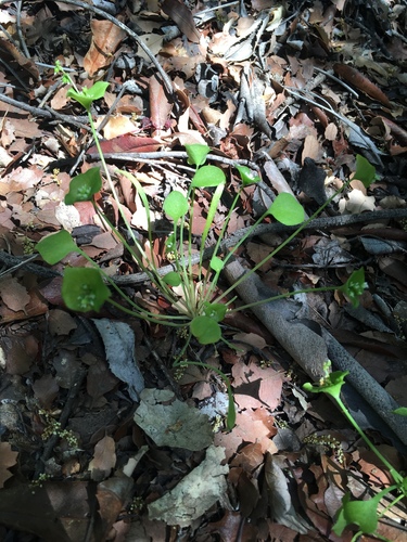 iNaturalist observation photo of miner's lettuce