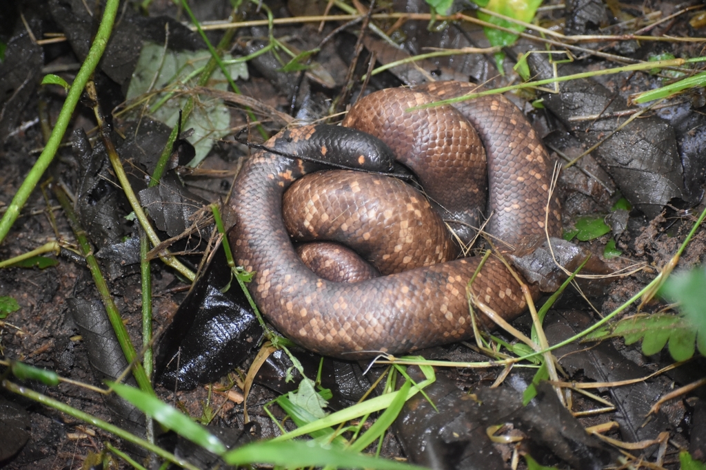 African Burrowing Python from Ise Ekiti on September 3, 2021 at 10:10 ...