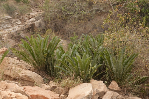 Encephalartos bubalinus